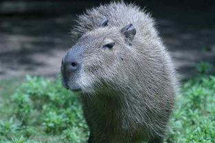 娱乐吃瓜酱水豚,揭秘水豚界的萌宠传奇